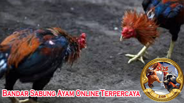 Bandar Sambung Ayam Online Terpercaya